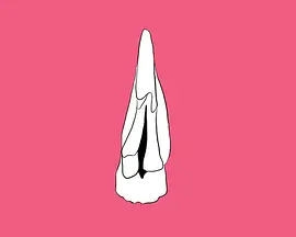 道