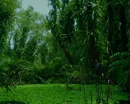 Mùa xuân vĩnh cửu