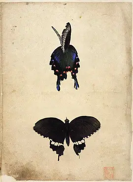 蝶 Butterfly