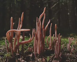 蘑菇