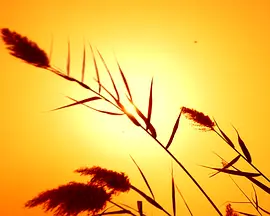 Memories of an Unborn Sun