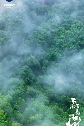 不如去看一棵树