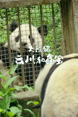 大熊猫云川和鑫宝